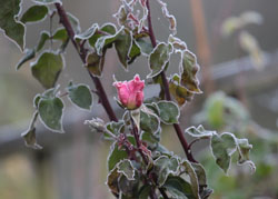 EURASIAN BLACKCAP (M)